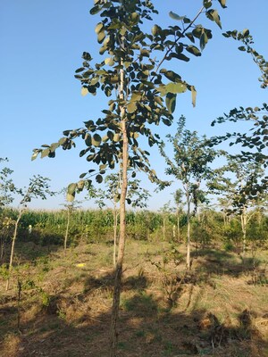 Plot Area in  Land at Mylavaram – for Sale