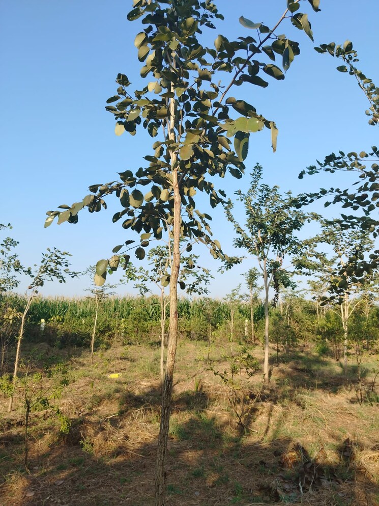 undefined, mylavaram Commercial Land 532 Sq.Yd. In Mylavaram Vijayawada 8762160