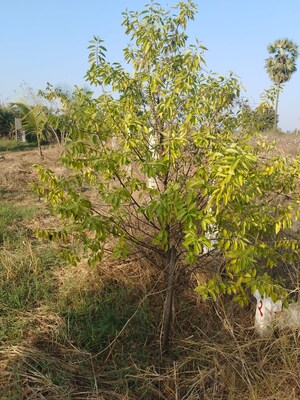 Plot Area in  Land at Mylavaram – for Sale