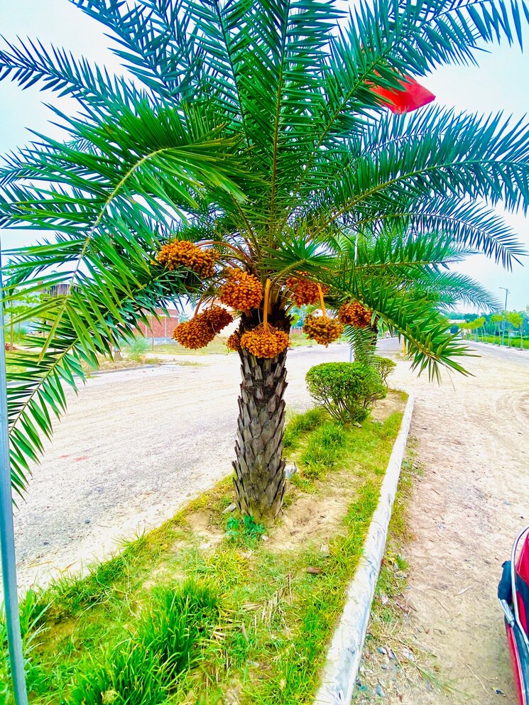 Garden, wing-lucknow-greens-plots  1595 Sq.Ft. Plot In Sultanpur Road Lucknow 8764813