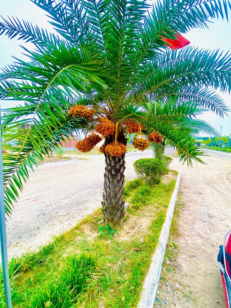 Garden, wing-lucknow-greens-plots  1595 Sq.Ft. Plot In Sultanpur Road Lucknow 8764813