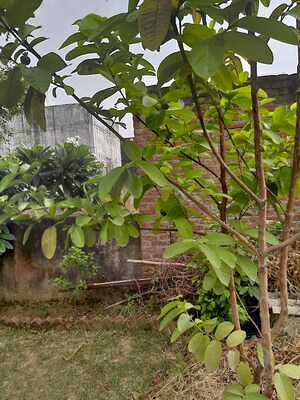  Plot For Sale in New Moradabad