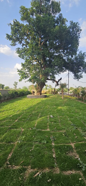 Plot Area in  Plot at Koni – for Sale