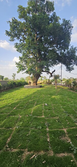 Plot Area in  Plot at Koni – for Sale