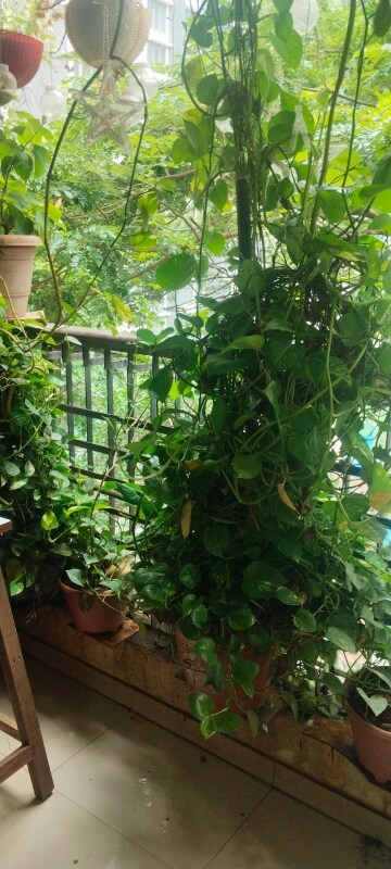Balcony in 2 BHK Apartment at Vasant Oscar, Mulund West – for Rent