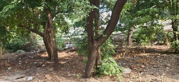  Plot For Sale in Bawadia Kalan
