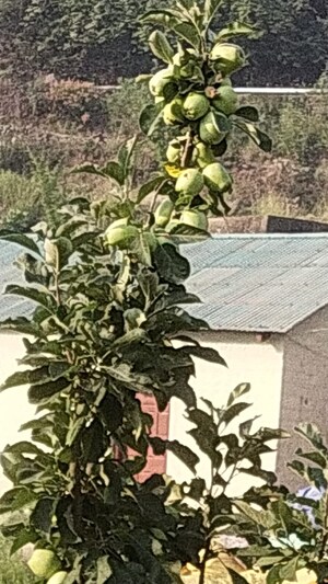 Master Plan in 5 BHK Villa at Kumarhatti – for Sale