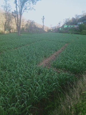 5 BHK Villa – Garden View at Kumarhatti - for Sale