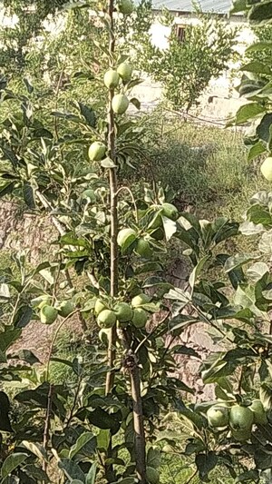 Master Bedroom in 5 BHK Villa at Kumarhatti – for Sale