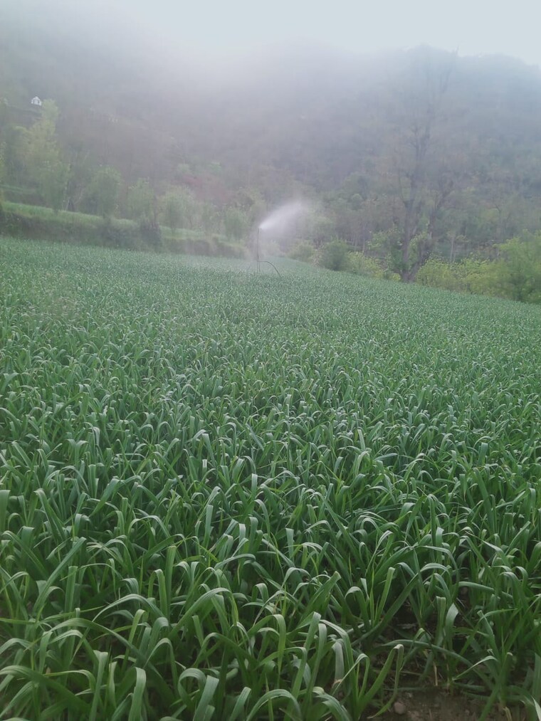 Garden, kumarhatti 5 Bedroom 500 Sq.Yd. Villa In Kumarhatti Solan 8772129
