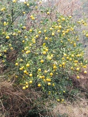 5 BHK Villa – Garden View at Kumarhatti - for Sale