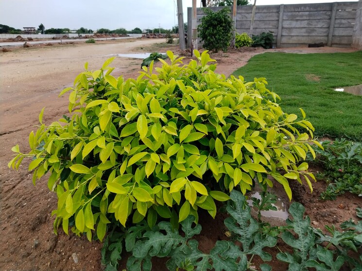 Exterior View, balanagar  120 Sq.Yd. Plot In Balanagar Hyderabad 8772183