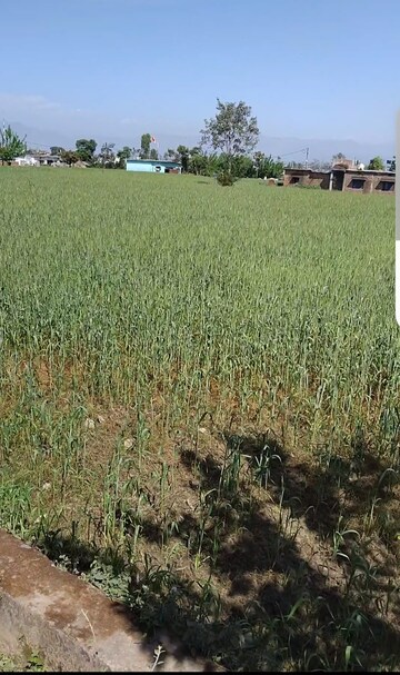 Plot Area in  Plot at Badripur – for Sale