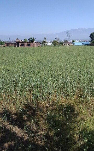 Plot Area in  Plot at Badripur – for Sale