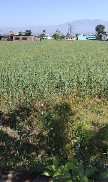 Plot Area in  Plot at Badripur – for Sale