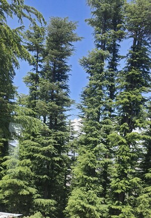 6+ BHK Villa – Exterior View View at Naldehra - for Sale