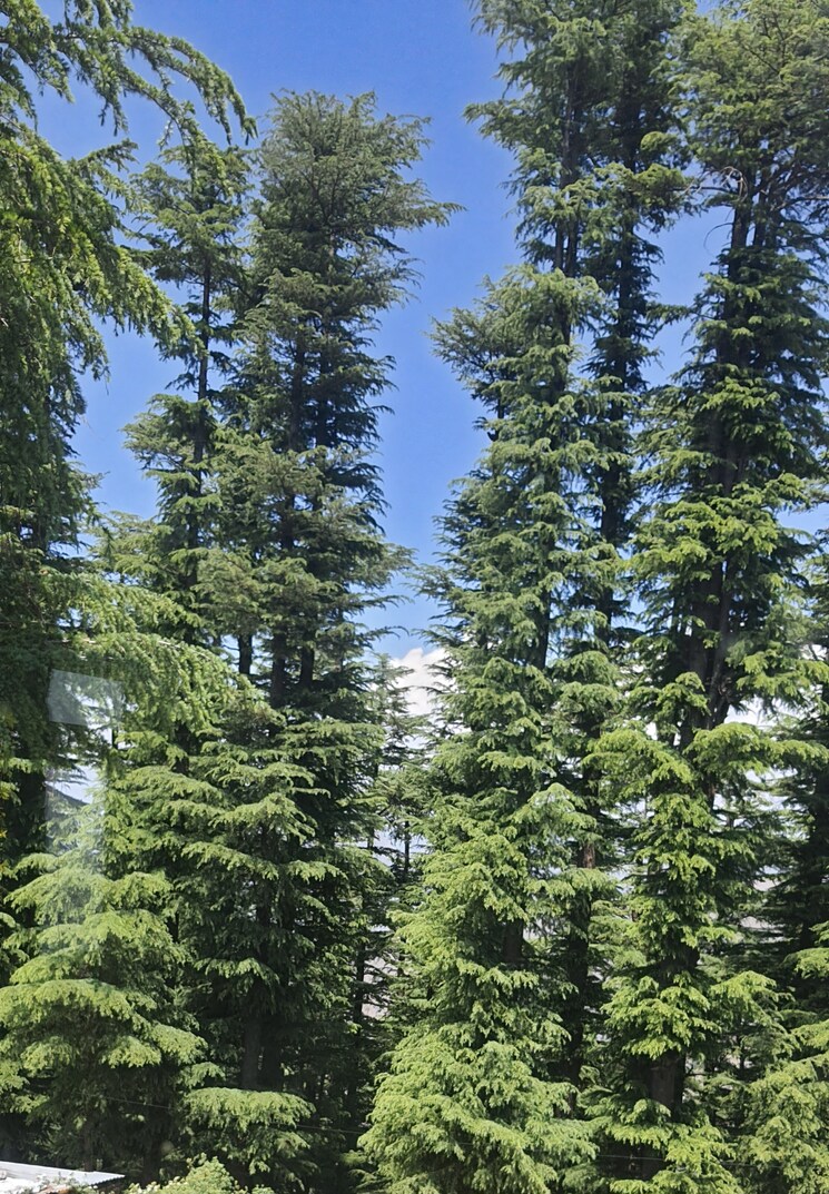 Exterior View, naldehra 6+ Bedroom 5000 Sq.Ft. Villa In Naldehra Shimla 8779939