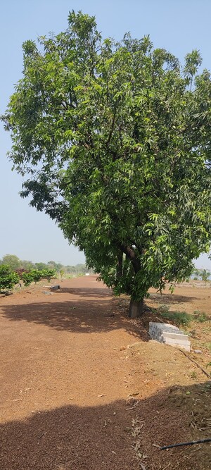  Plot – Garden View at Kumhari - for Sale