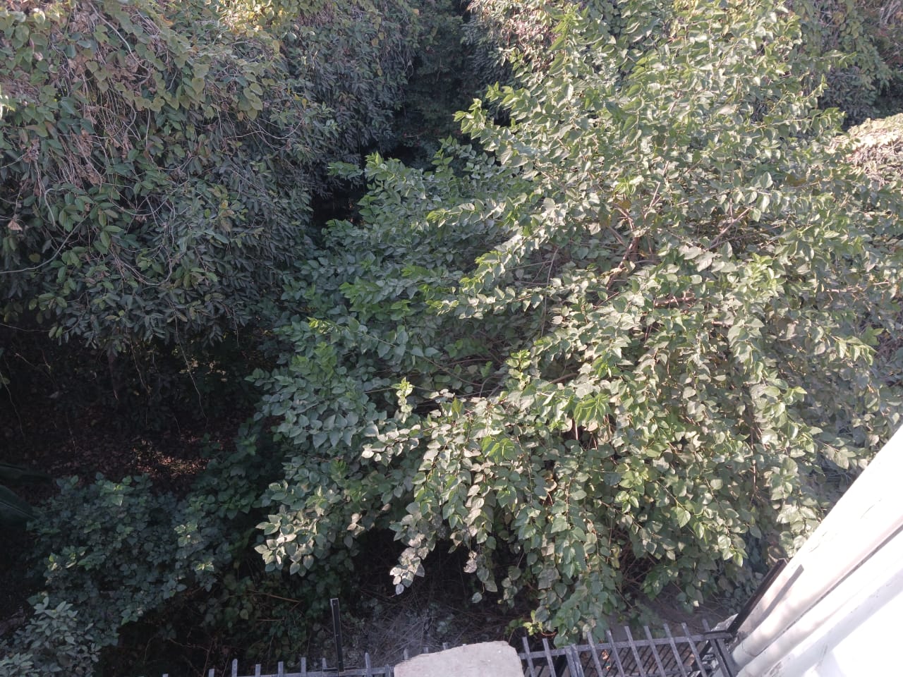 2 BHK Independent House For Rent in RWA Apartments Sector 108