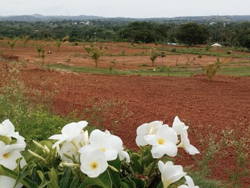 Plot Area in  Plot at Denkanikotta rd – for Sale