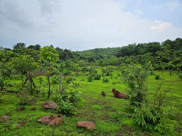 Plot Area in  Land at Mangaon – for Sale