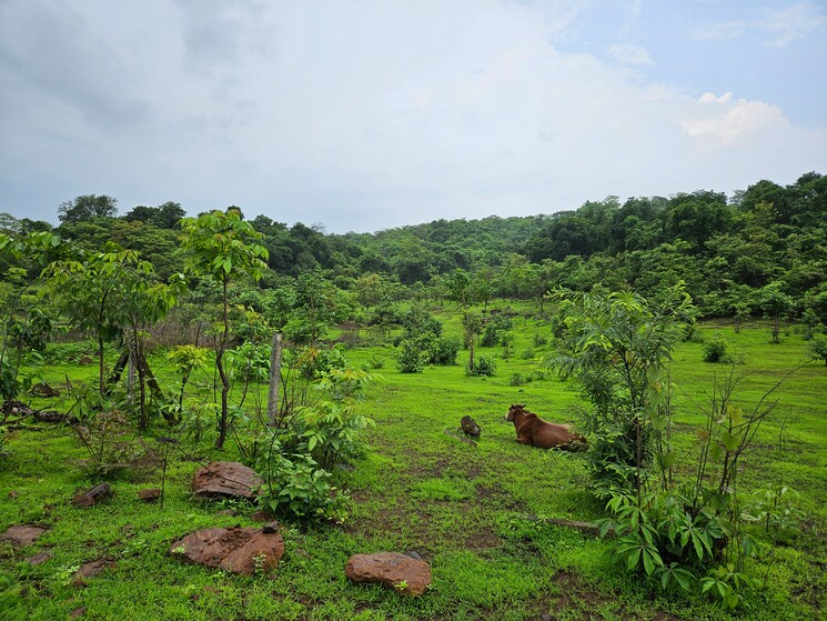 undefined, mangaon Commercial Land 20 Acre In Mangaon Raigad 8784656