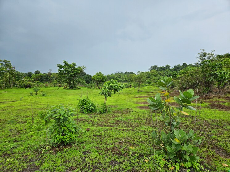Garden, mangaon Commercial Land 20 Acre In Mangaon Raigad 8784656