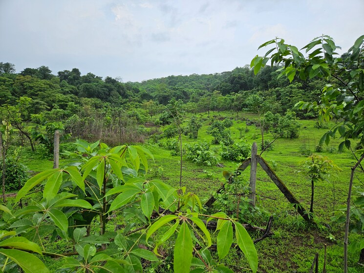 Garden, mangaon Commercial Land 20 Acre In Mangaon Raigad 8784656