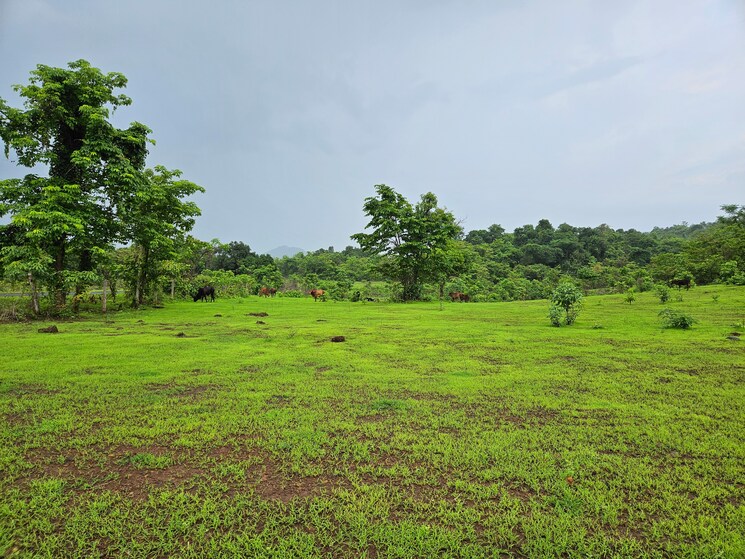 undefined, mangaon Commercial Land 20 Acre In Mangaon Raigad 8784656