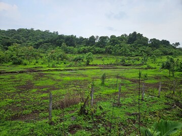 Plot Area in  Land at Mangaon – for Sale