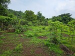 20 Acre Land in Mangaon