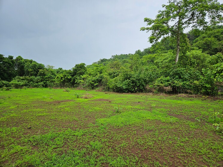 Garden, mangaon Commercial Land 20 Acre In Mangaon Raigad 8784656
