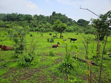 Plot Area in  Land at Mangaon – for Sale