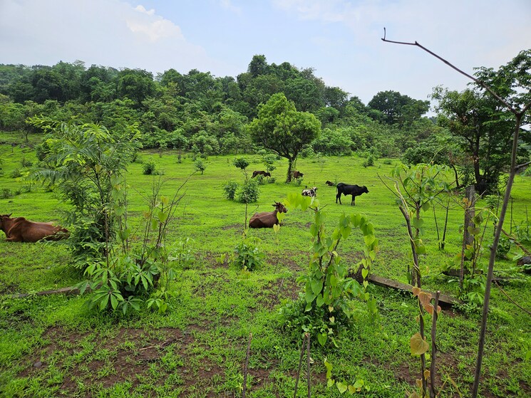 undefined, mangaon Commercial Land 20 Acre In Mangaon Raigad 8784656