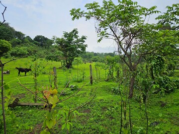 Plot Area in  Land at Mangaon – for Sale