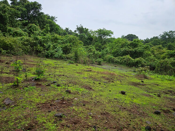 Garden, mangaon Commercial Land 20 Acre In Mangaon Raigad 8784656
