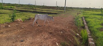 Plot Area in  Plot at Patrapada – for Sale