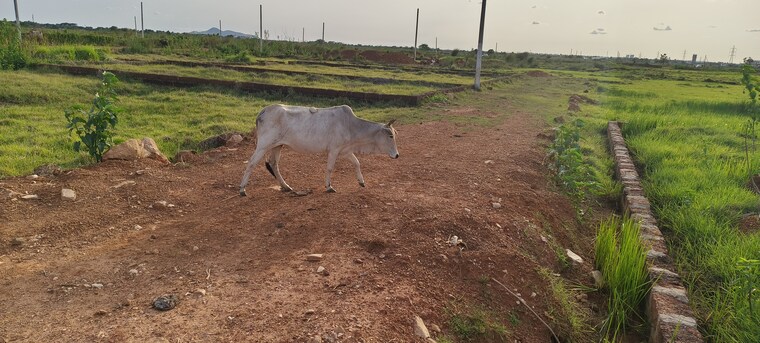 undefined, patrapada  1211 Sq.Ft. Plot In Patrapada Bhubaneswar 8788554