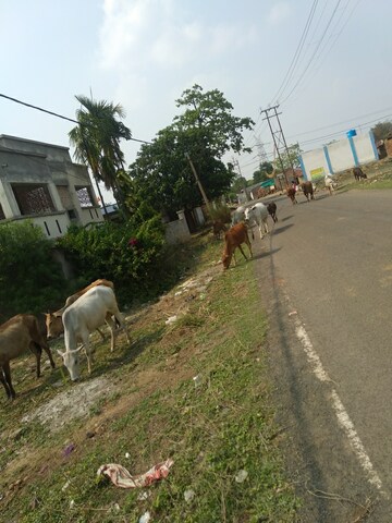  Plot For Sale in Gopalpur