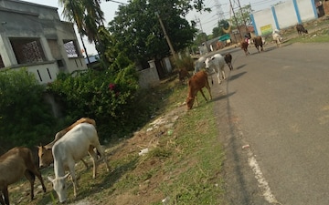 Plot For Sale in Gopalpur