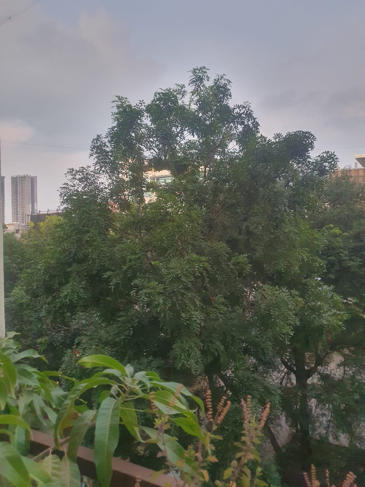 3 BHK + Study Room Apartment For Sale in Icon Windsor Residency