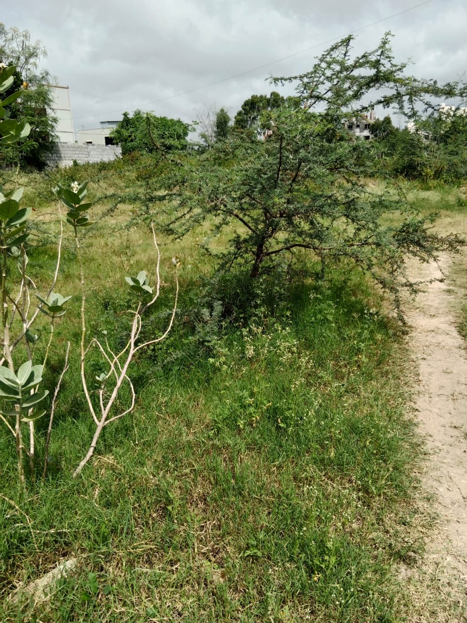 Plot For Sale in Tejaswini Nagar