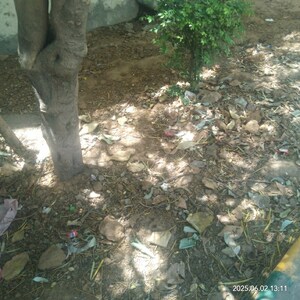  Plot For Sale in Shaheed Bhagat Singh Nagar