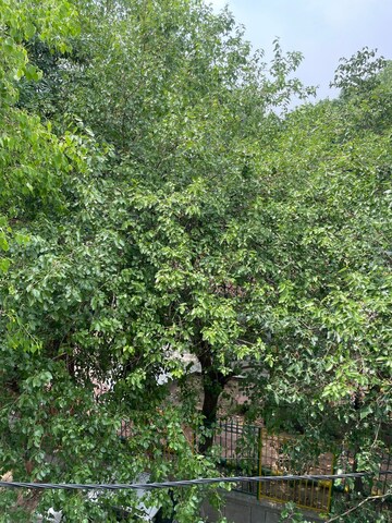 1 BHK Builder Floor – Garden View at Tagore Garden - for Rent
