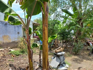  Plot – Exterior View View at Veerappanchatram - for Sale