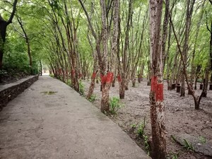  Plot For Sale in Jaspur