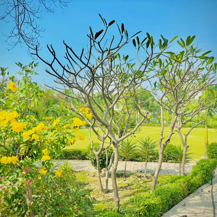 undefined, zestha-bhagirath-vihar-residency  200 Sq.Yd. Plot In Sector 27 Yamuna Expressway Greater Noida 8801944