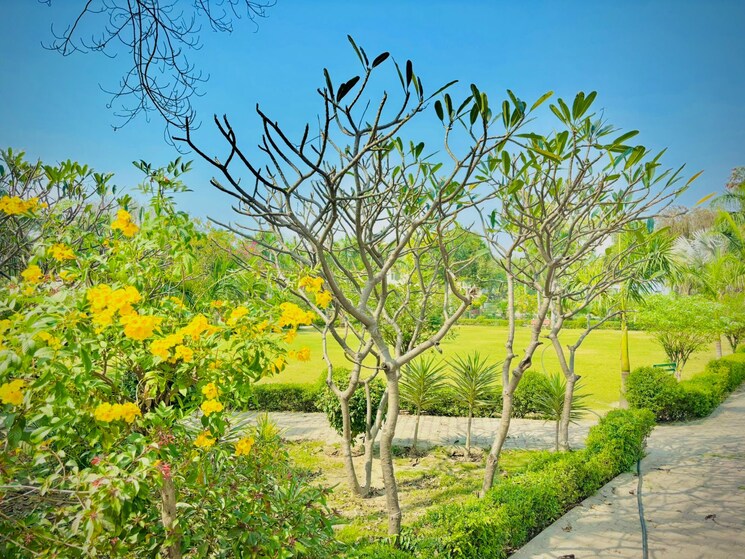 undefined, zestha-bhagirath-vihar-residency  250 Sq.Yd. Plot In Sector 27 Yamuna Expressway Greater Noida 8802465