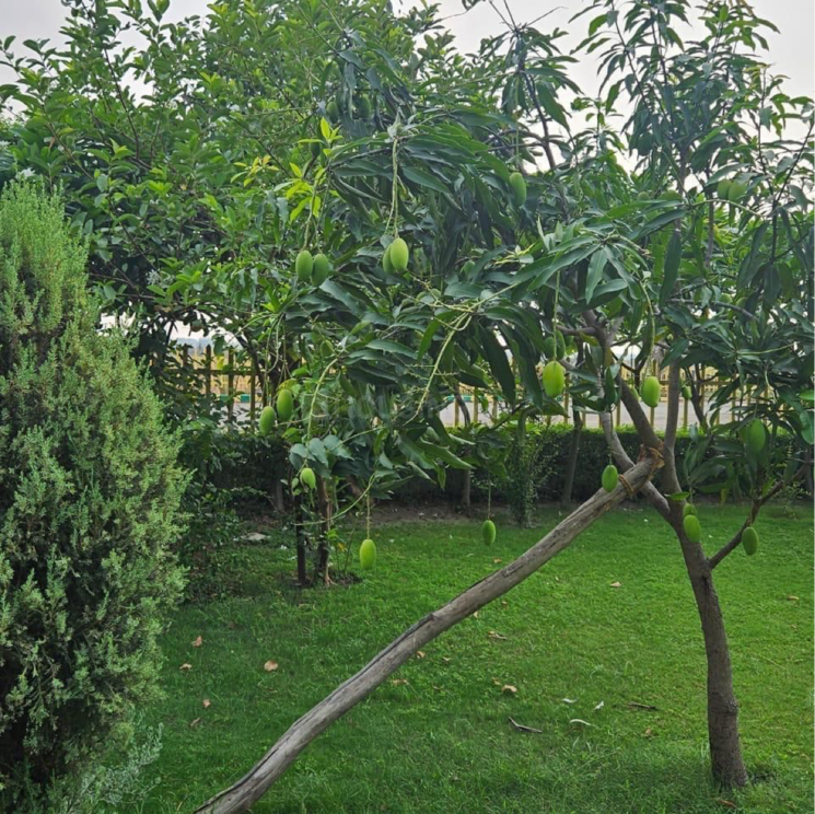 Garden, swaraaj-the-villagio  5000 Sq.Ft. Plot In Mohanlalganj Lucknow 8802555