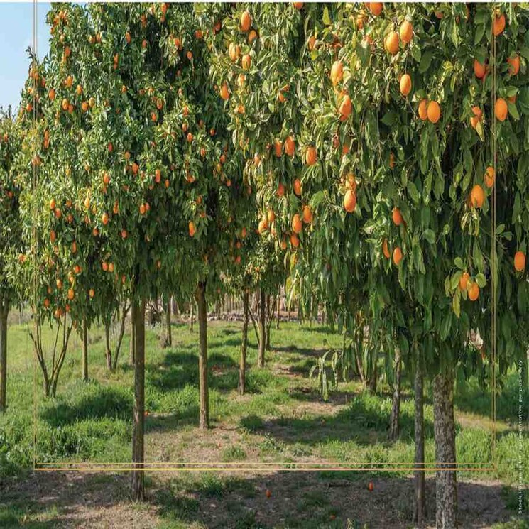 Garden, godrej-orchard-estate  1299 Sq.Ft. Plot In Besa Nagpur 8805035